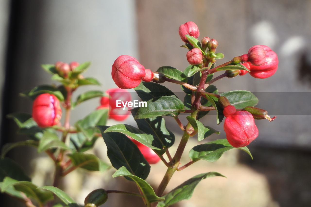 CLOSE-UP OF FRUITS ON TREE