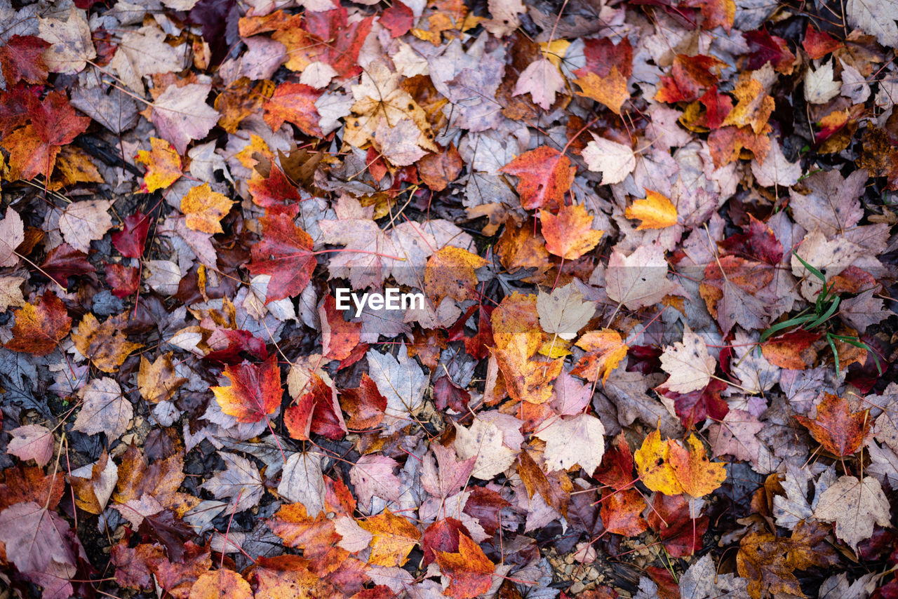 Full frame shot of autumn leaves