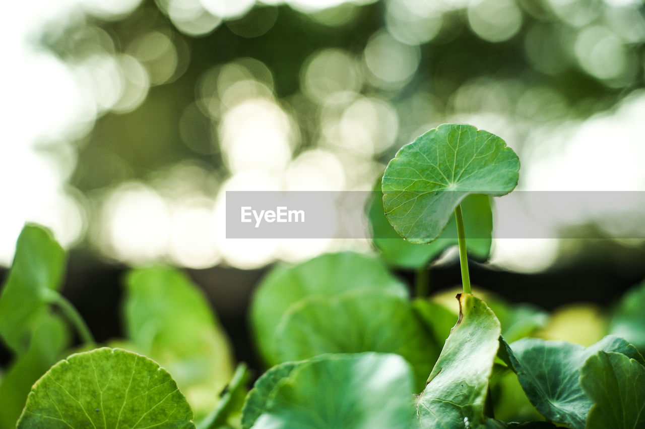 Close-up of fresh green leaves