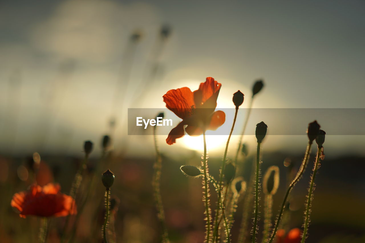 Close-up of red poppy flower