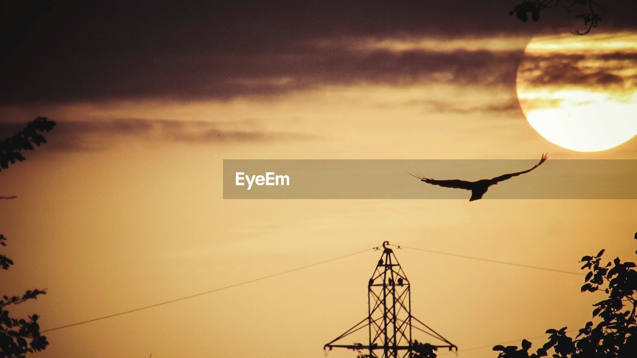 View of a bird flying against sunset