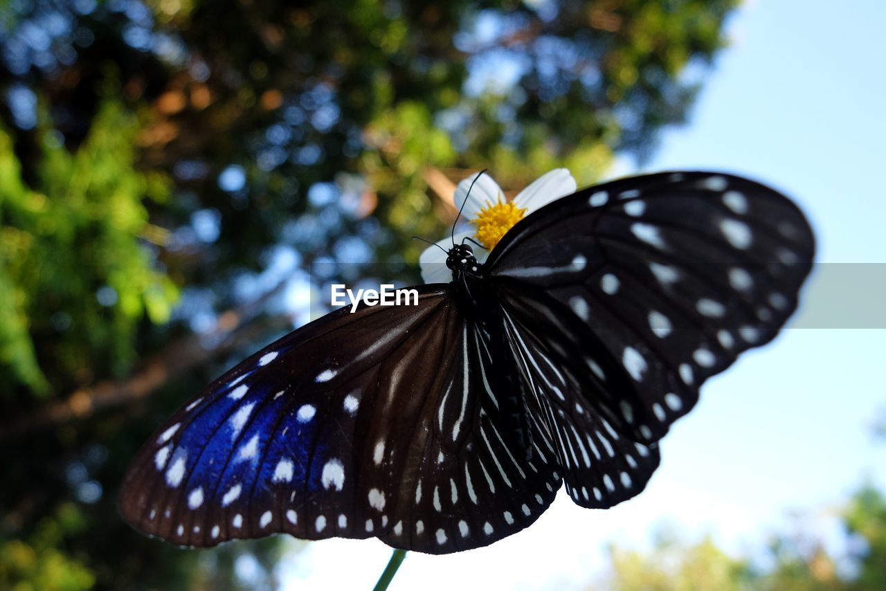 BUTTERFLY ON FLOWER