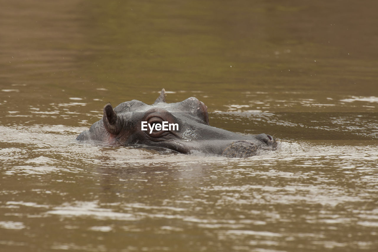 Hippopotamus swimming in river