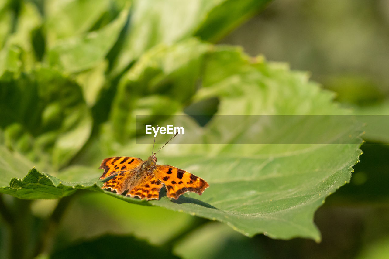 Close-up of butterfly on leaf