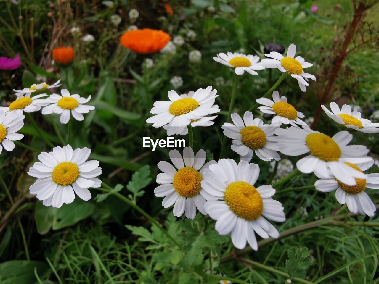 HIGH ANGLE VIEW OF WHITE DAISIES