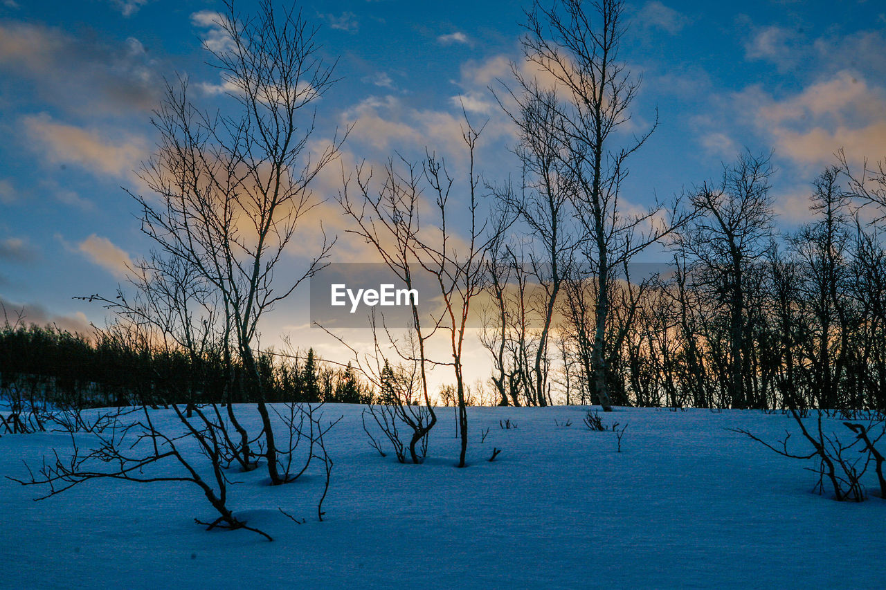 BARE TREES AGAINST SKY AT DUSK