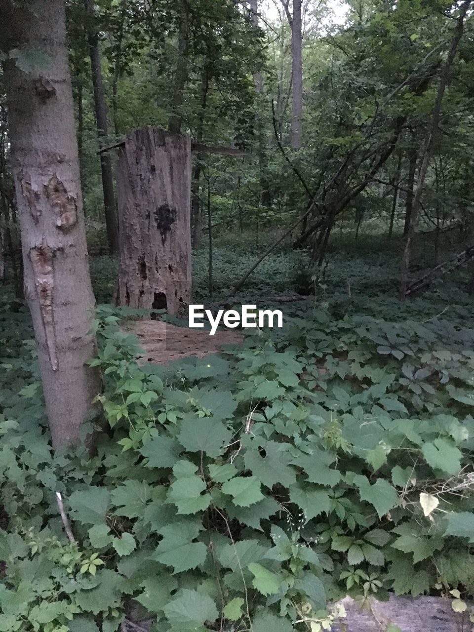 PLANTS GROWING IN FOREST