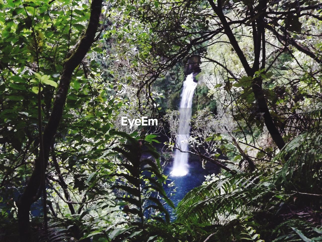 WATERFALL IN FOREST