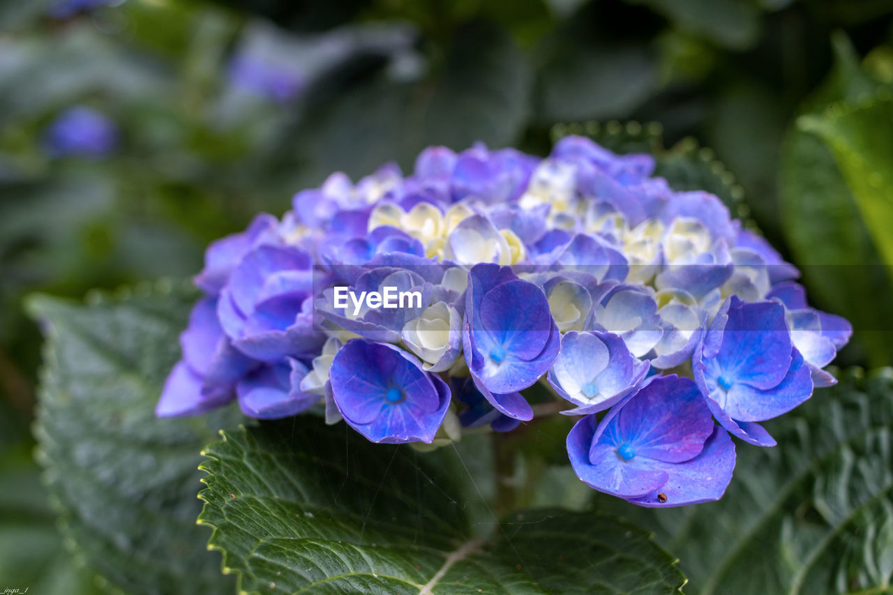 flower, flowering plant, plant, beauty in nature, freshness, purple, nature, close-up, leaf, plant part, growth, petal, fragility, inflorescence, hydrangea, flower head, blue, no people, springtime, outdoors, botany, garden, day, focus on foreground