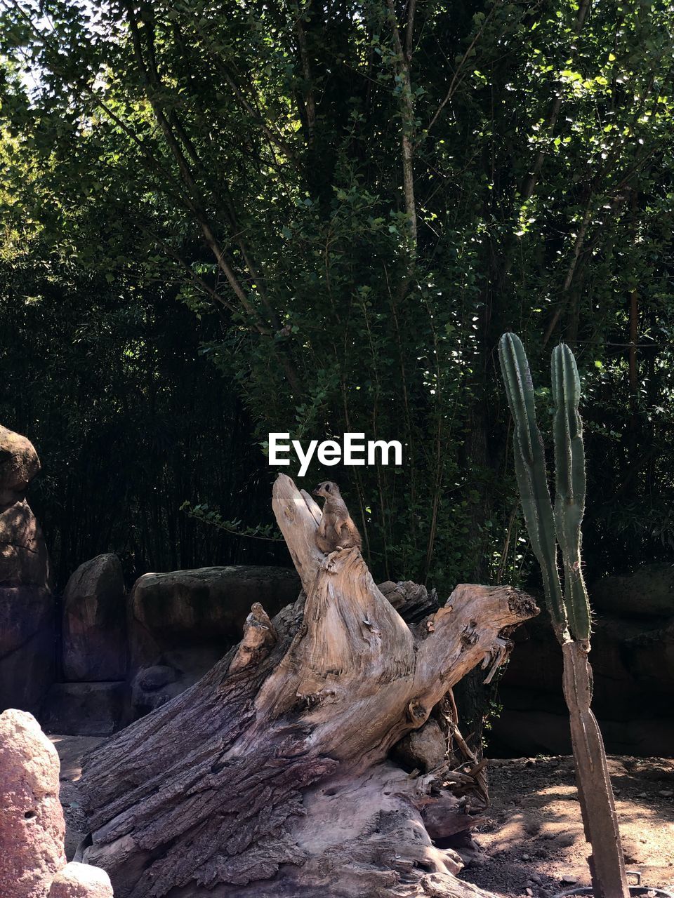 DRIFTWOOD ON TREE STUMP AT FOREST