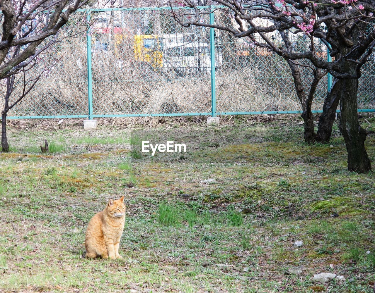 CAT ON GRASS