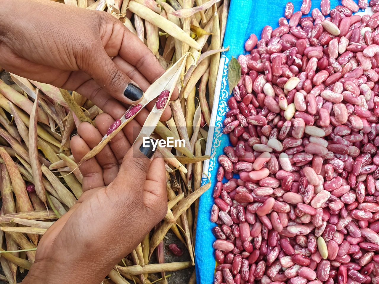 High angle view of woman taking out red kidney beans from dry pods with her hands