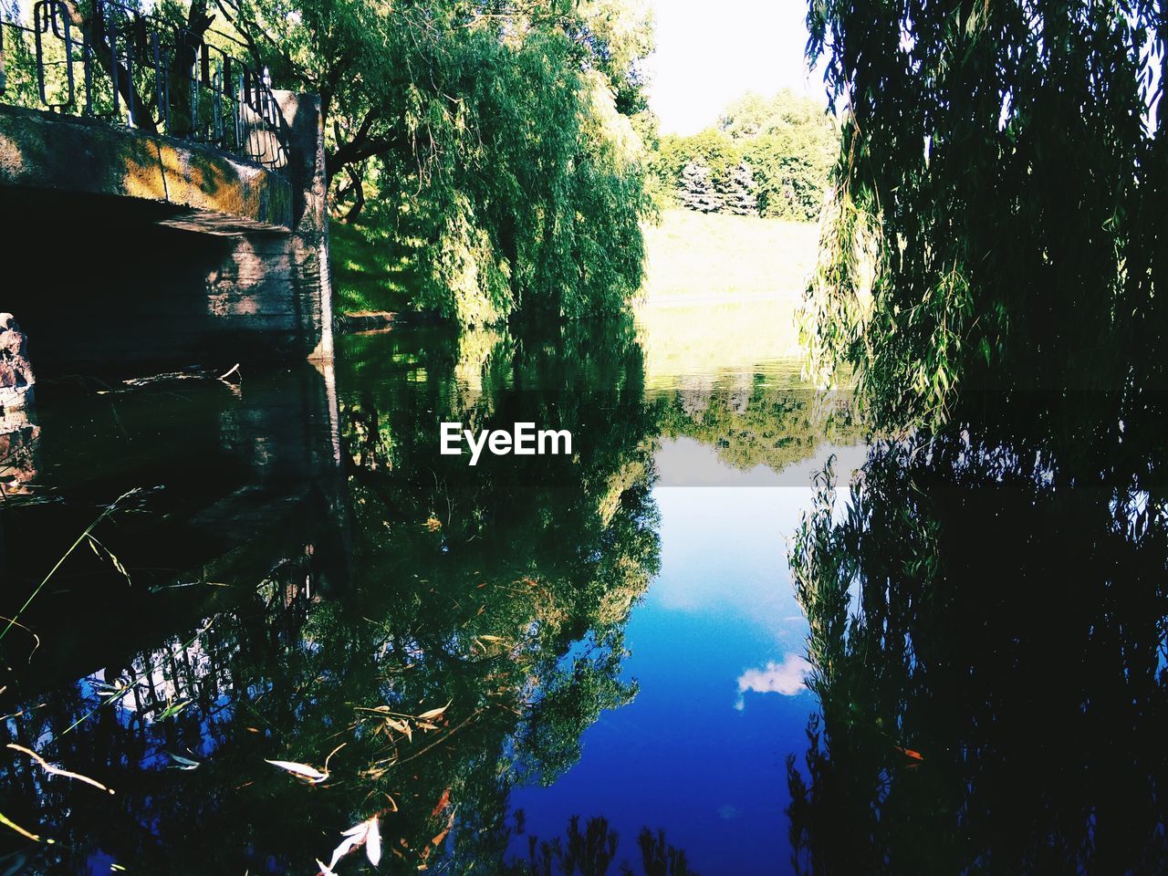 REFLECTION OF TREES ON WATER