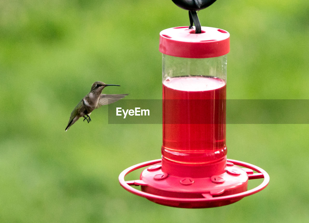 Hummingbird flying towards red bird feeder