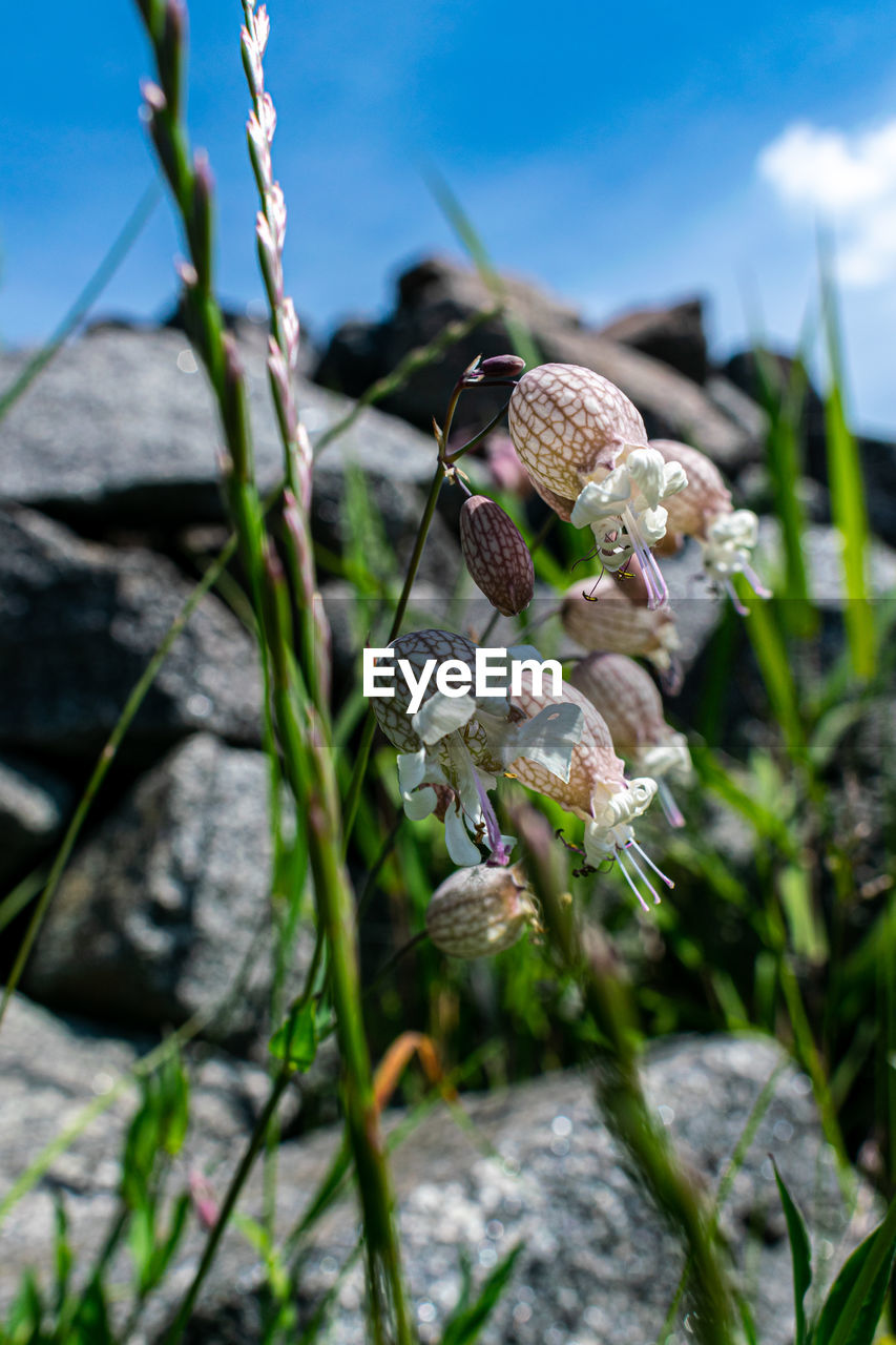 Close-up of flowering plants on land