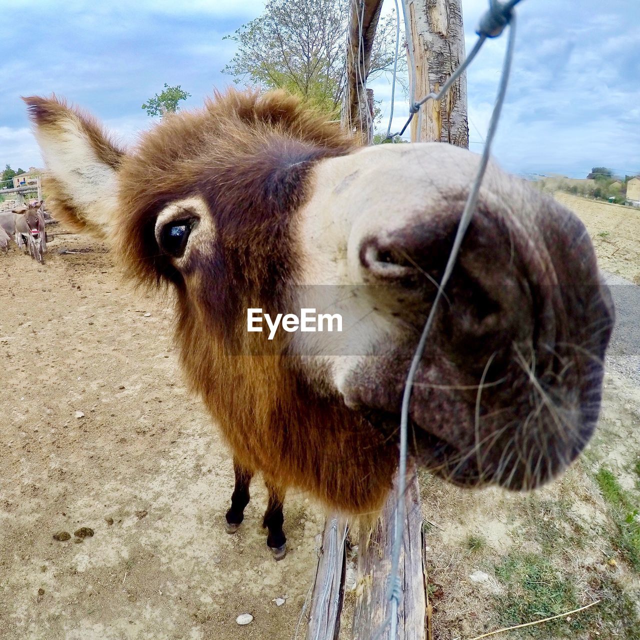 Close-up of donkey standing on field against sky