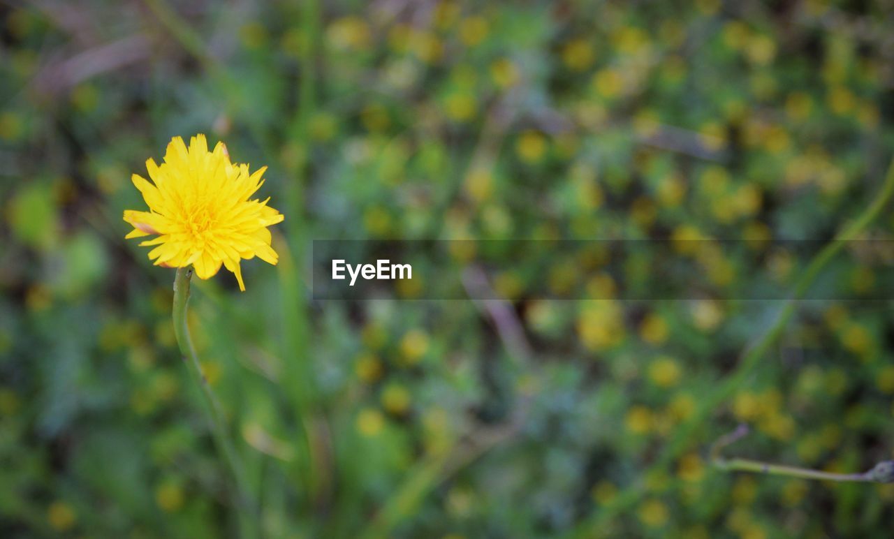 CLOSE-UP OF YELLOW FLOWER BLOOMING