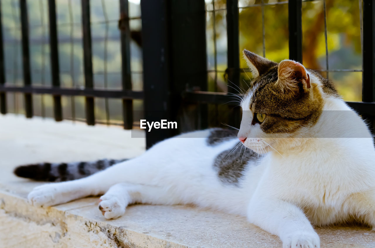 Close-up of cat relaxing on window sill