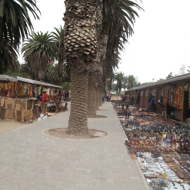 VIEW OF PALM TREES IN PARK