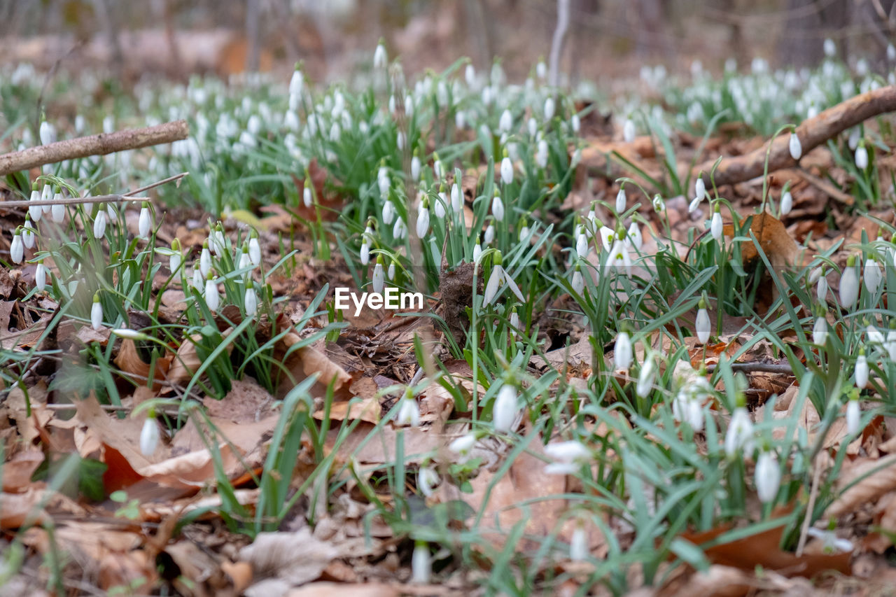 CLOSE-UP OF FRESH FIELD