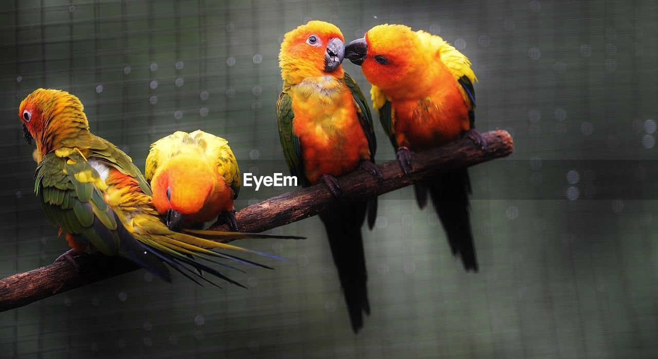 Close-up of parrot perching in cage