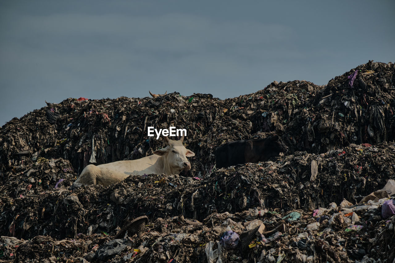 VIEW OF SHEEP ON ROCKS