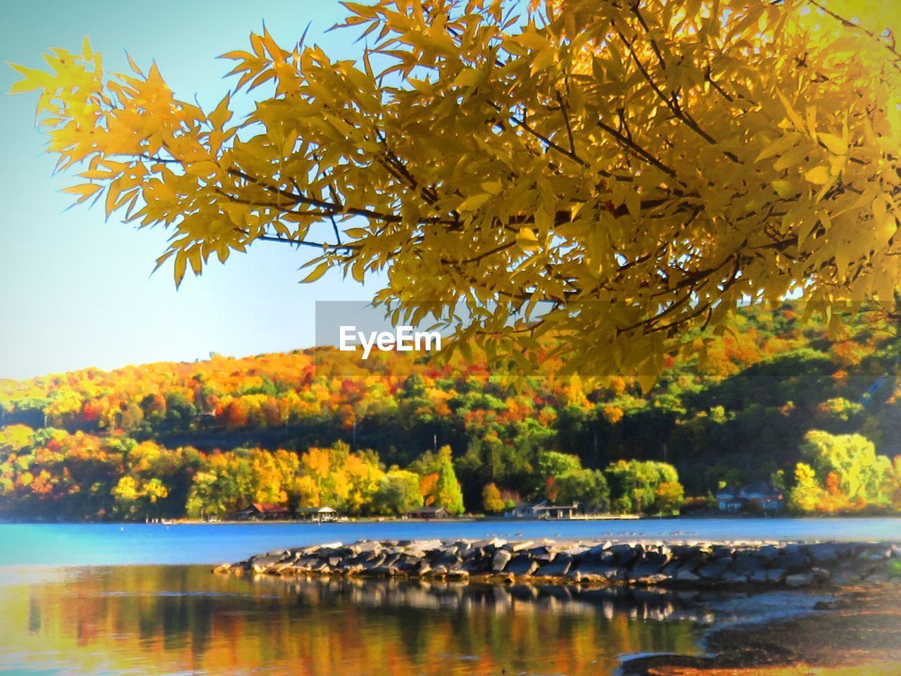 VIEW OF TREES AT LAKESIDE