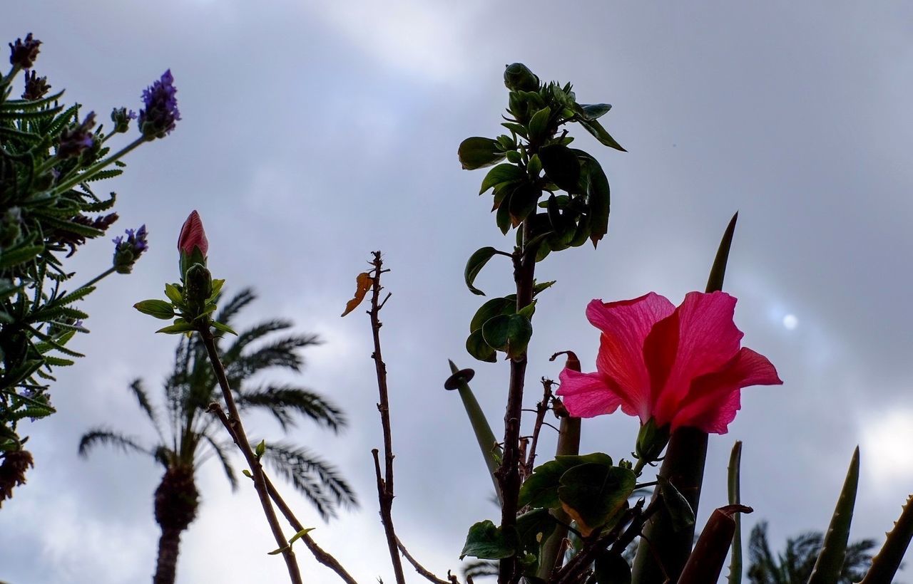 Low angle view of pink flowers blooming against cloudy sky