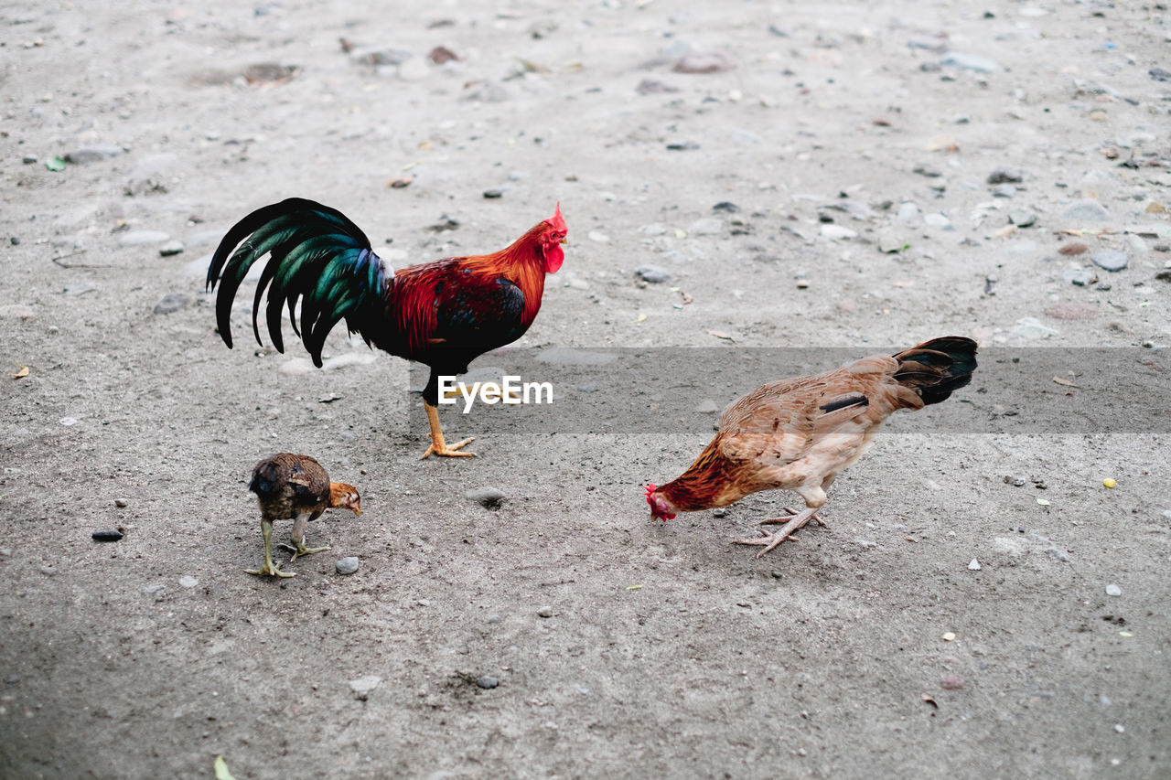 HIGH ANGLE VIEW OF BIRDS ON THE LAND