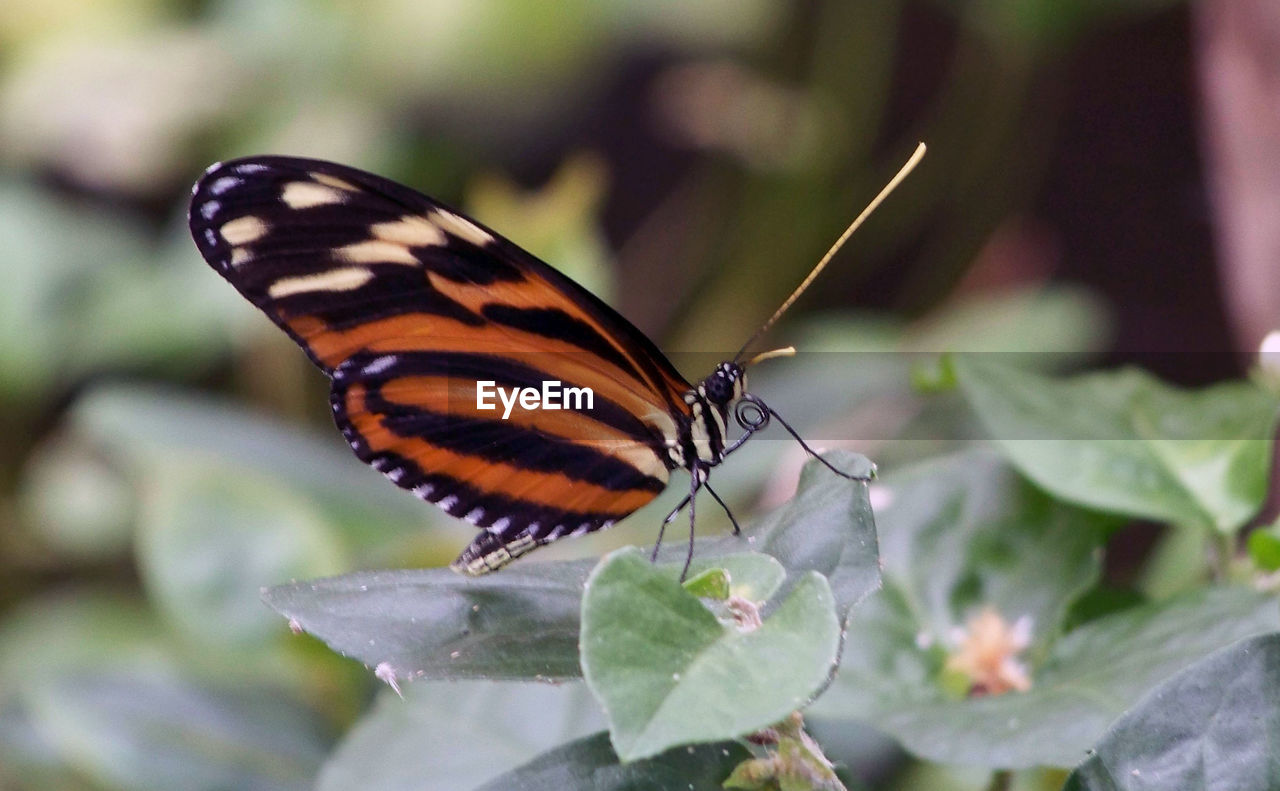 Close-up of butterfly on leaf