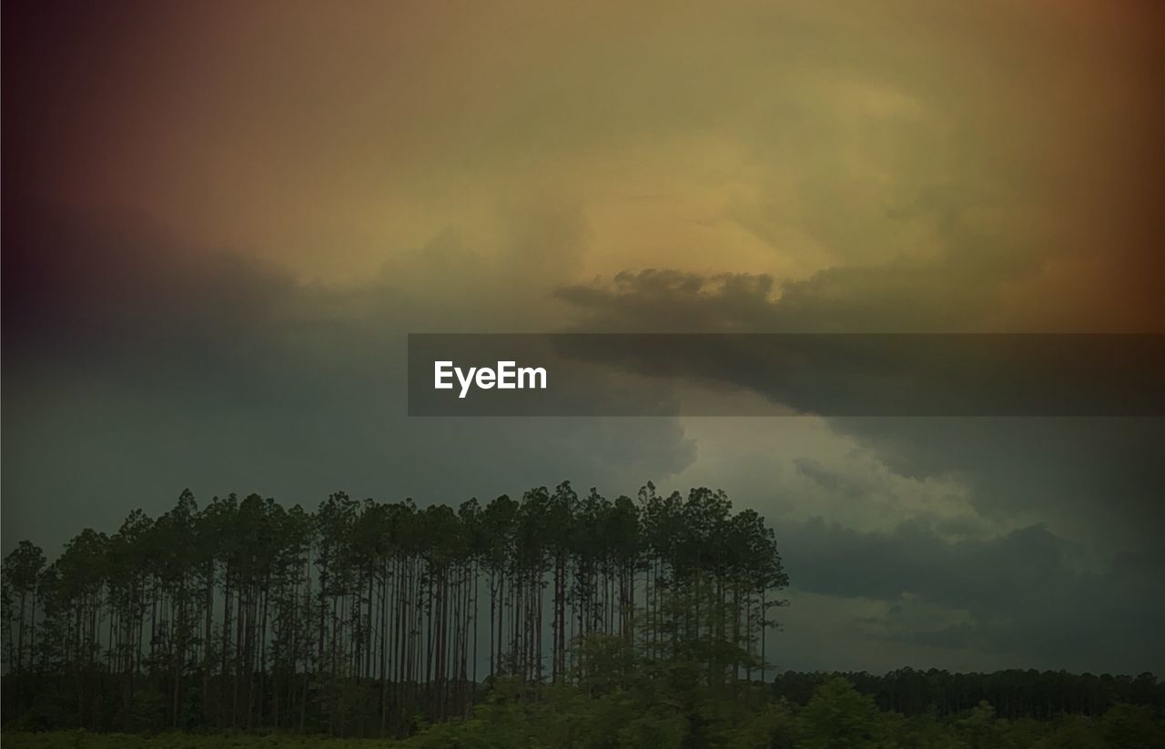 SCENIC VIEW OF TREES IN FOREST AGAINST SKY