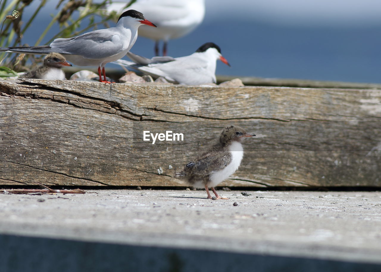 SEAGULL PERCHING ON A WOOD