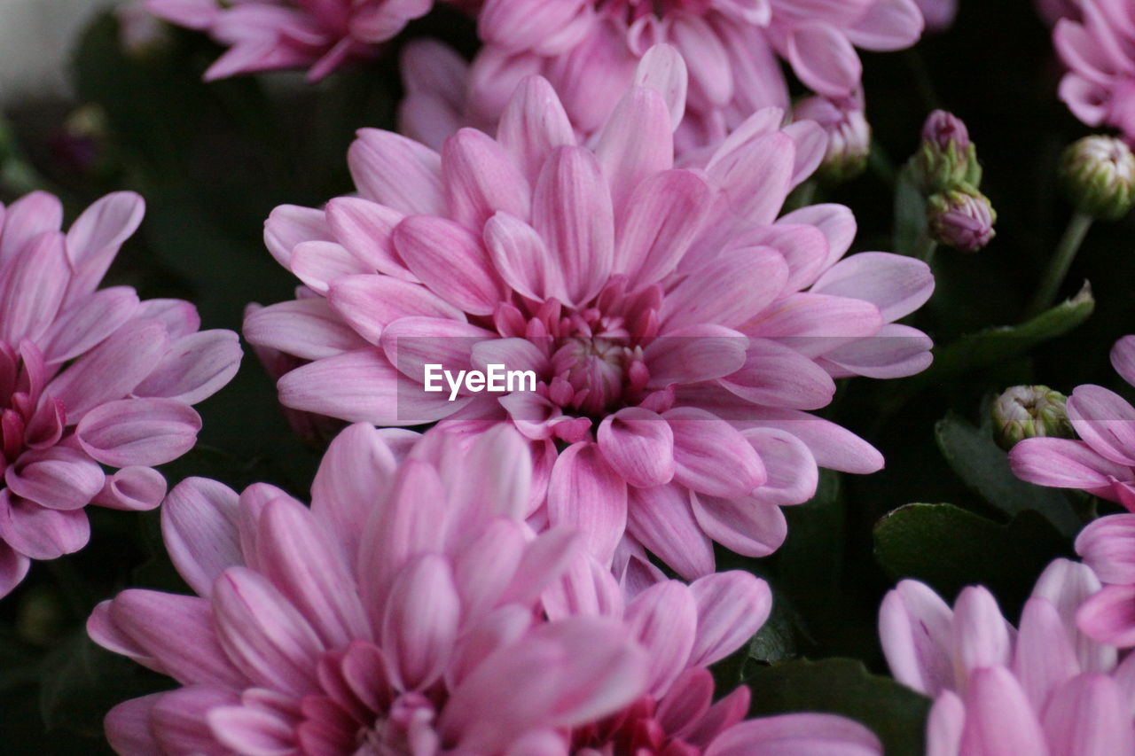 CLOSE-UP OF FLOWERS BLOOMING