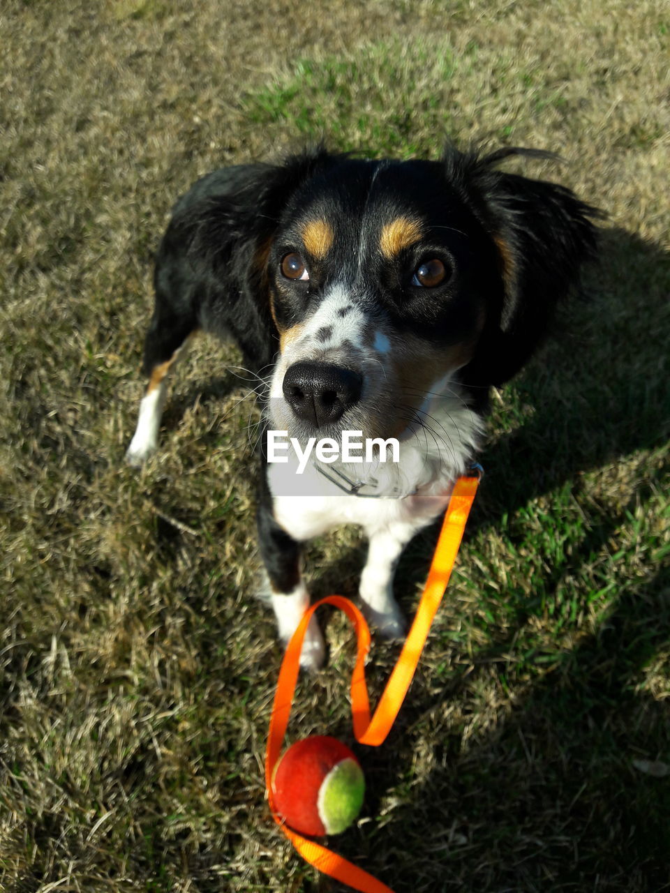 HIGH ANGLE PORTRAIT OF DOG WITH BALL IN GRASS