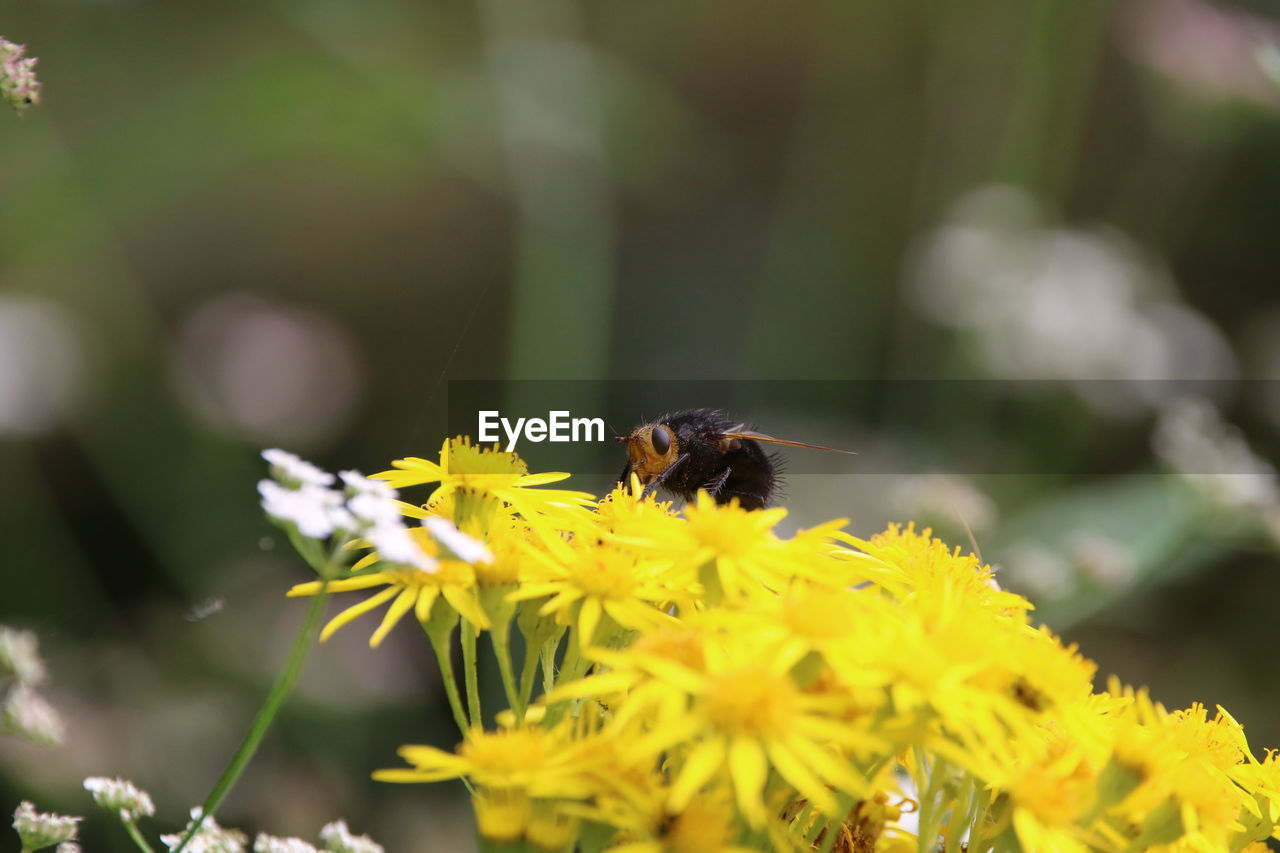 Tachina grossa on yellow flower