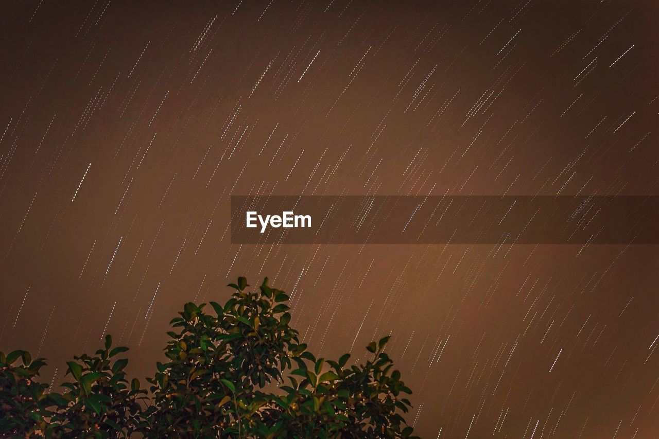 LOW ANGLE VIEW OF TREES AT NIGHT
