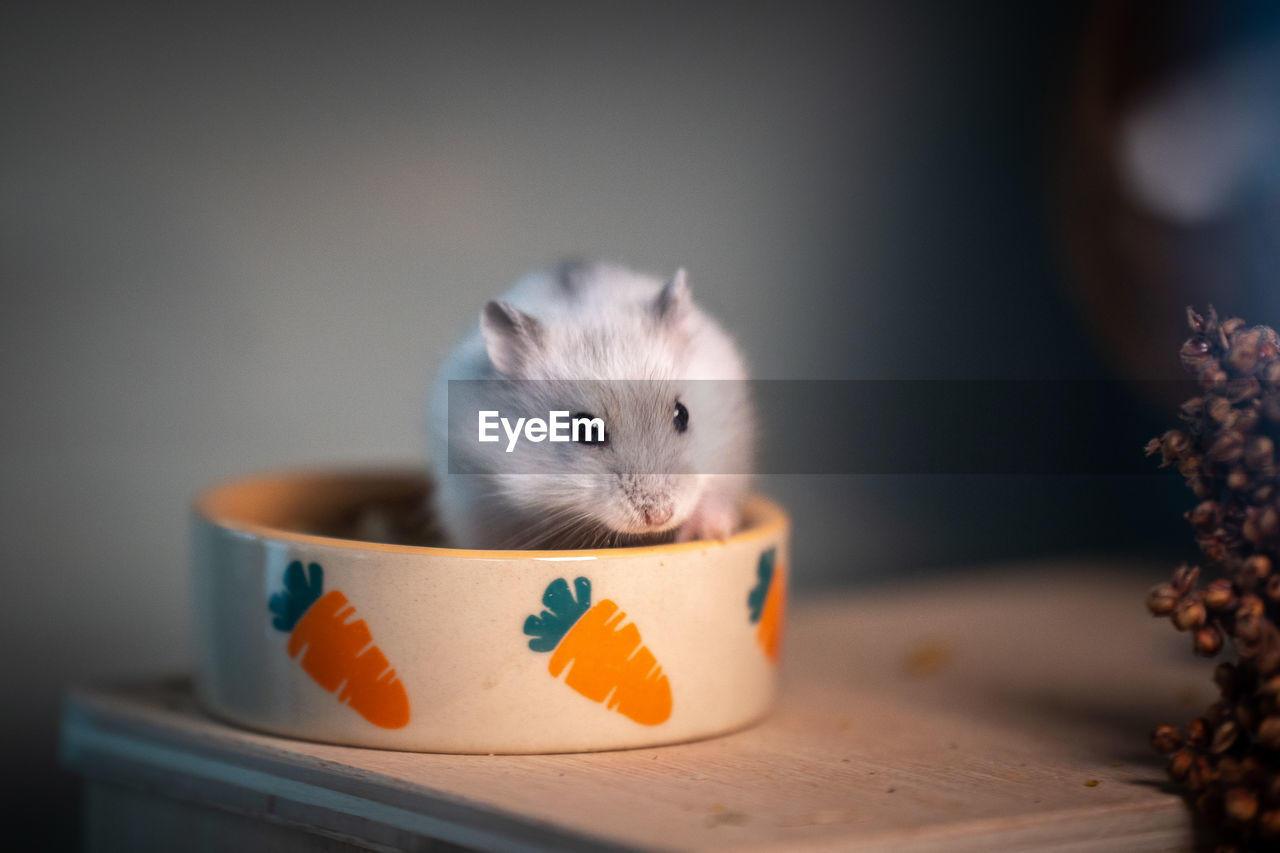 Close-up of hamster on table