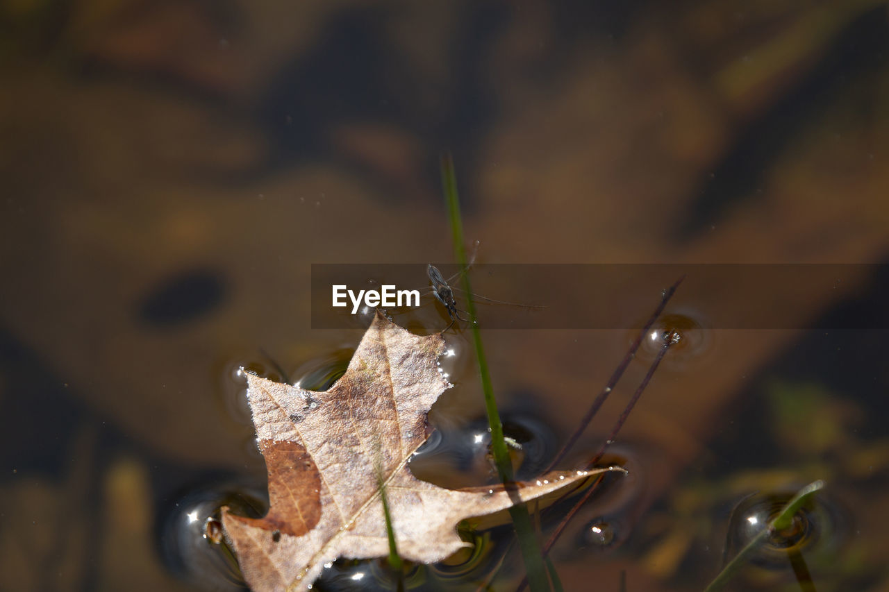 nature, leaf, macro photography, close-up, water, plant part, no people, autumn, flower, animal wildlife, wet, animal themes, branch, focus on foreground, animal, plant, reflection, outdoors, wildlife, one animal, beauty in nature, day, drop, fragility, lake, selective focus, green, sunlight, tree