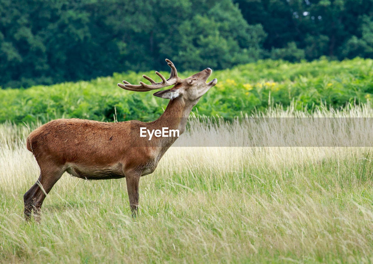 Deer on field