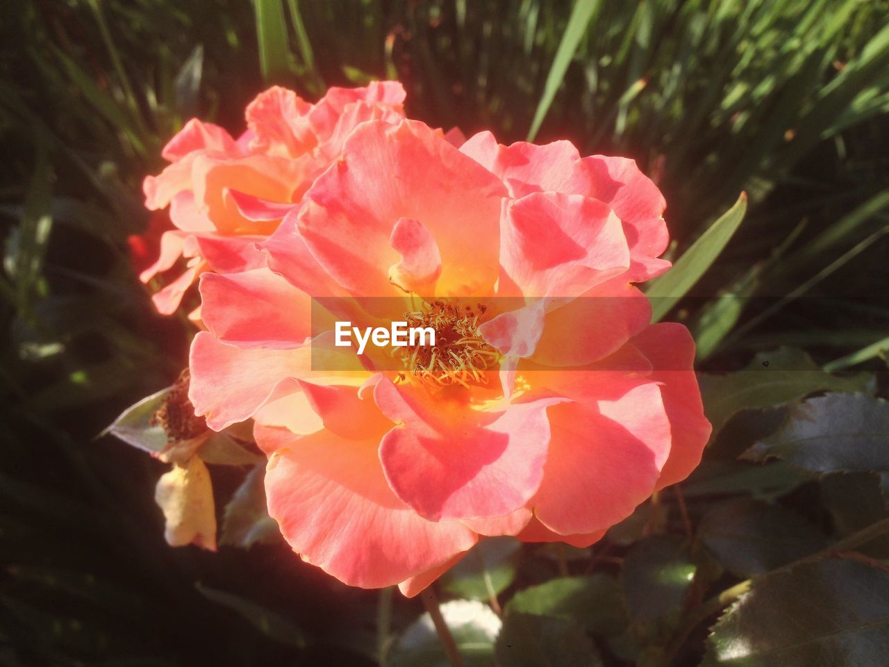 CLOSE-UP OF ORANGE FLOWERS