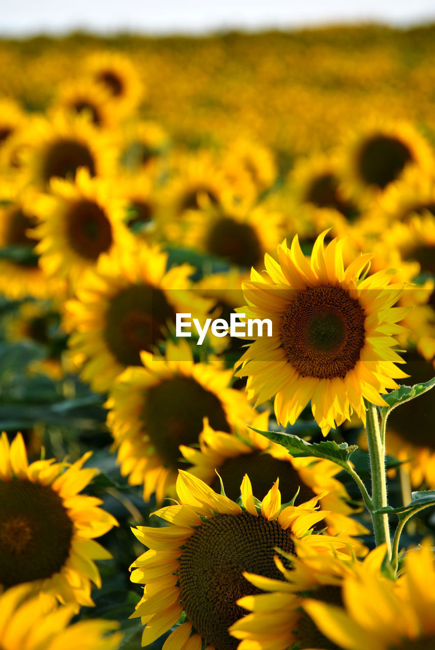 Sunflowers blooming at farm