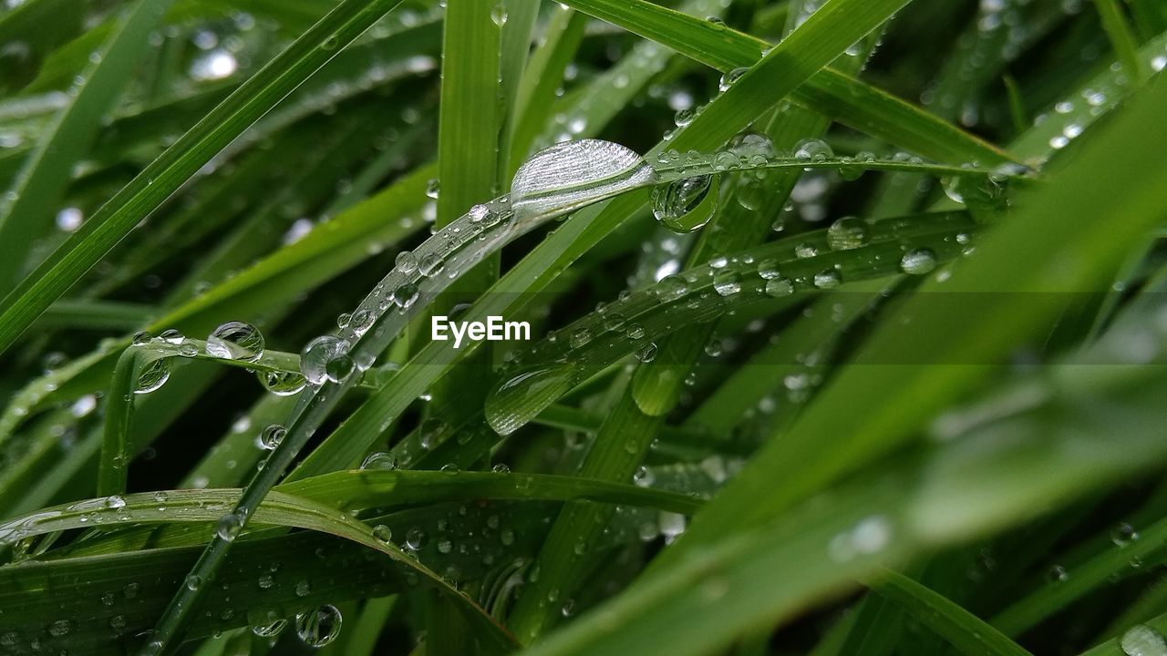 CLOSE-UP OF WET PLANT LEAVES IN RAIN