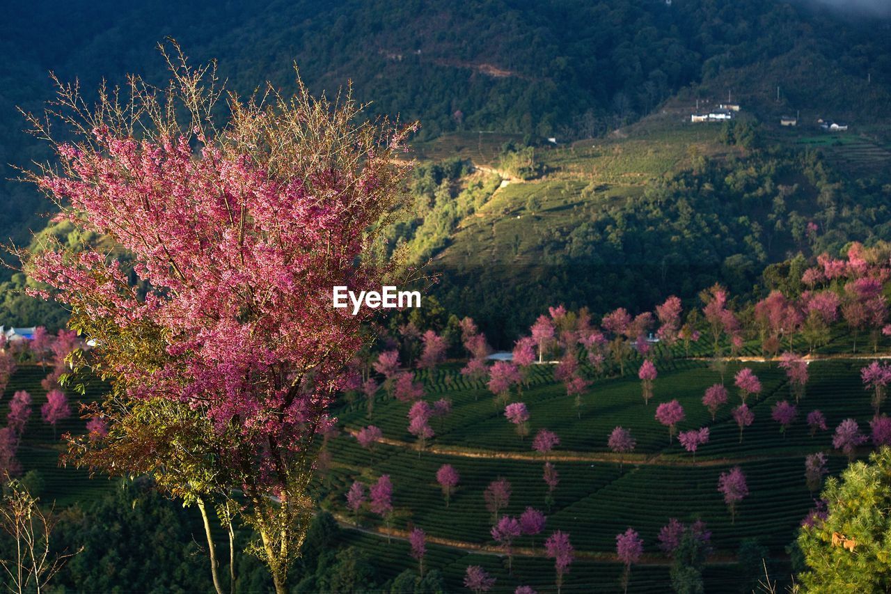 High angle view of flower trees on field