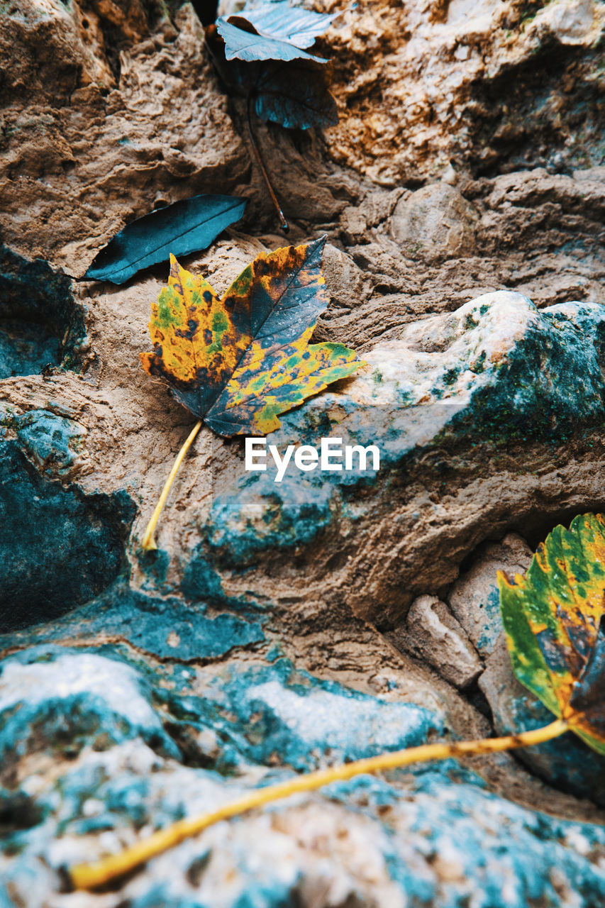 nature, rock, no people, day, leaf, blue, green, outdoors, land, textured, plant, close-up, beauty in nature, high angle view, water, multi colored, geology, full frame, rock formation, tree, autumn