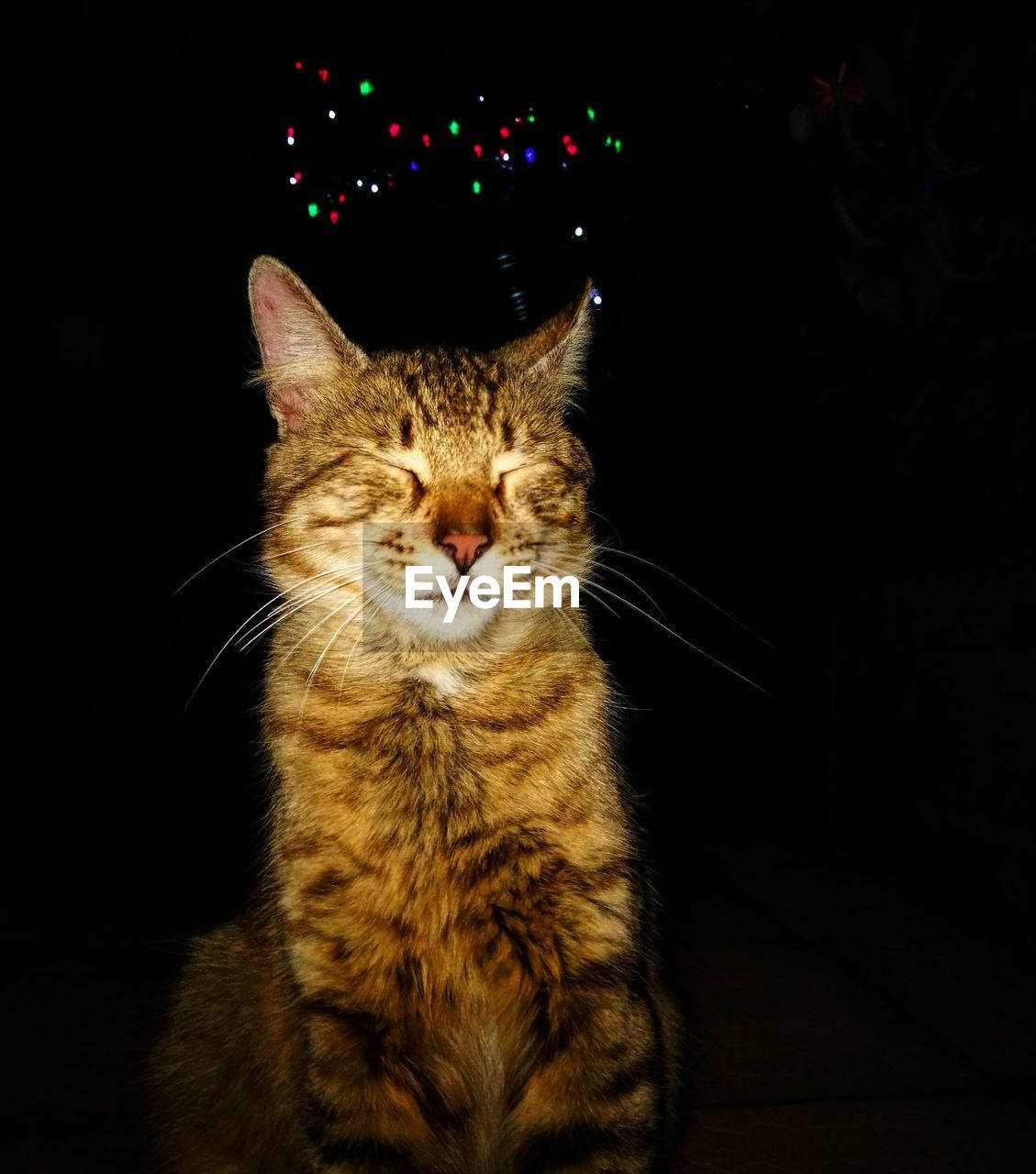 CLOSE-UP OF GINGER CAT