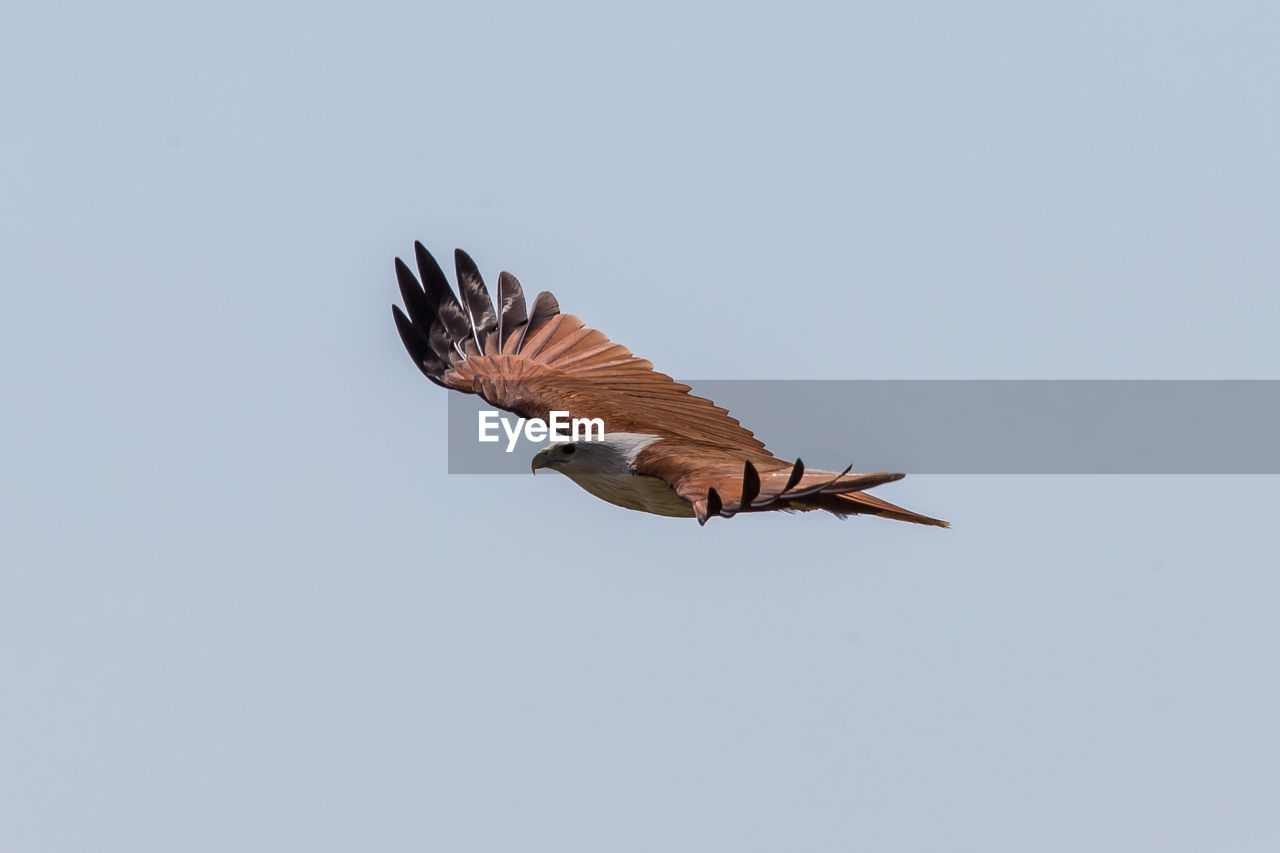 LOW ANGLE VIEW OF EAGLE FLYING AGAINST SKY