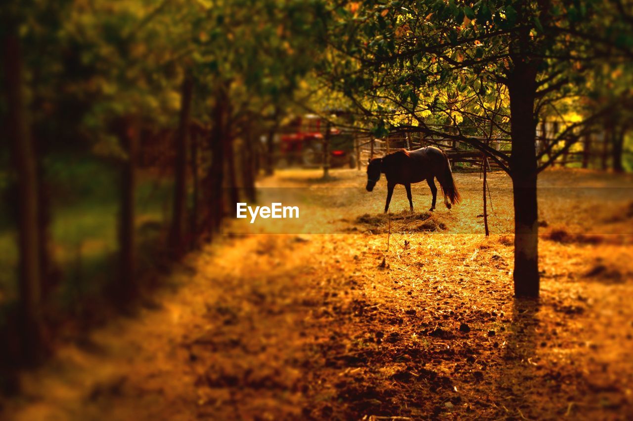 HORSES WALKING ON FIELD IN FOREST DURING SUNSET