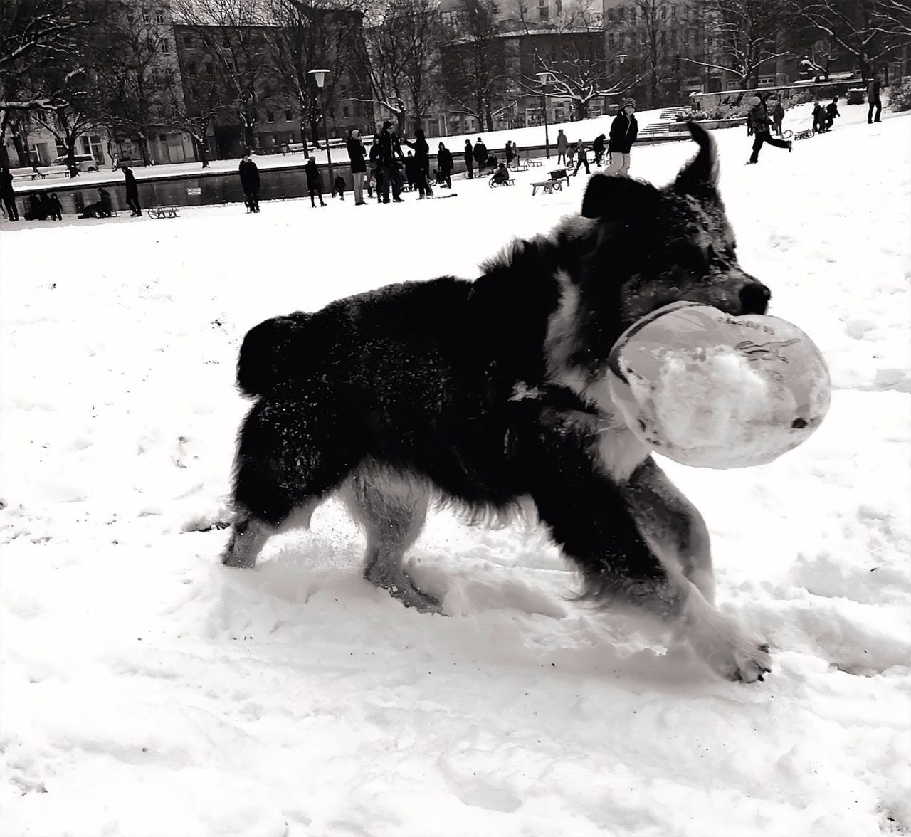 DOG STANDING ON SNOW COVERED FIELD