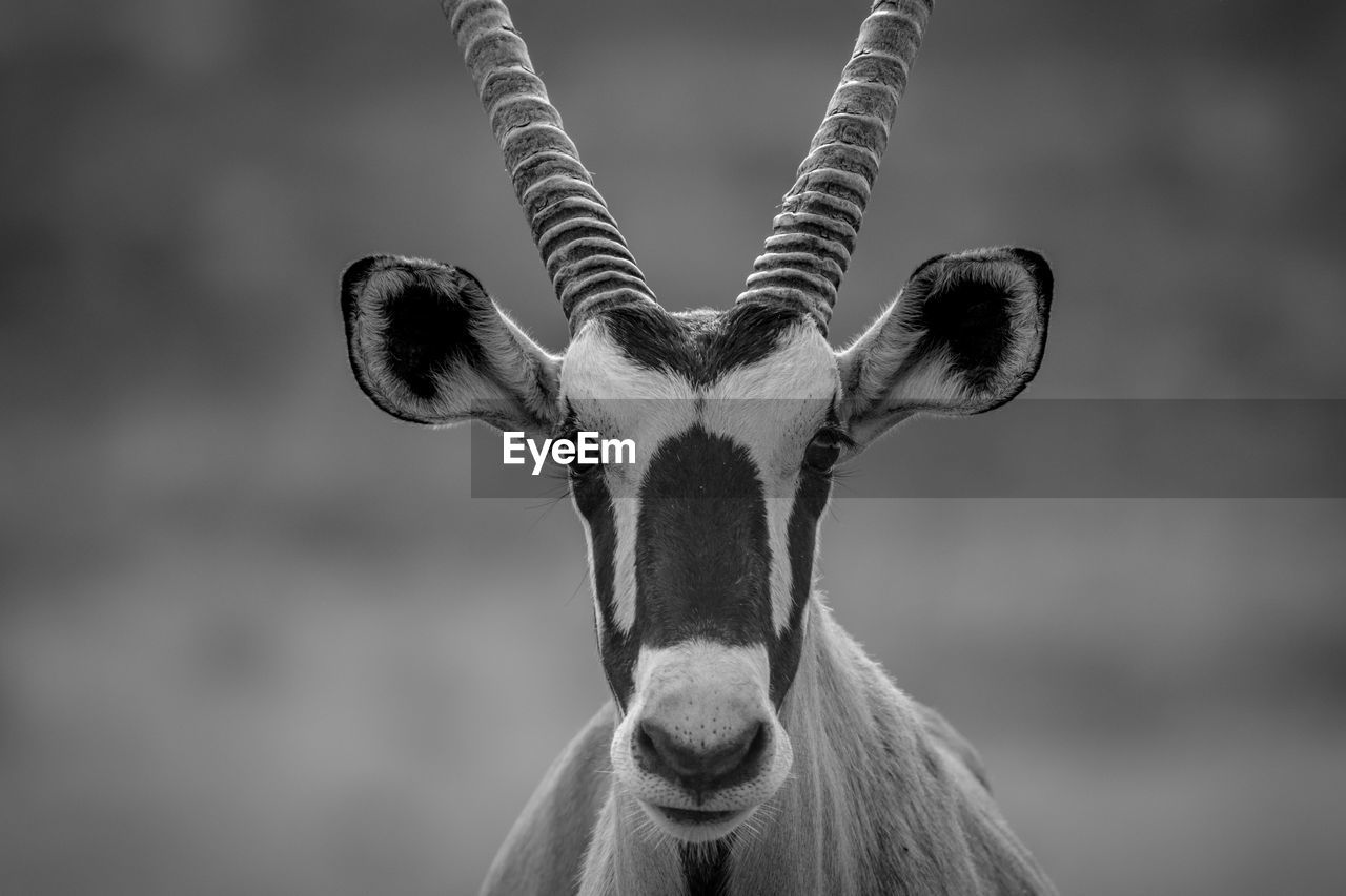 Close-up portrait of oryx