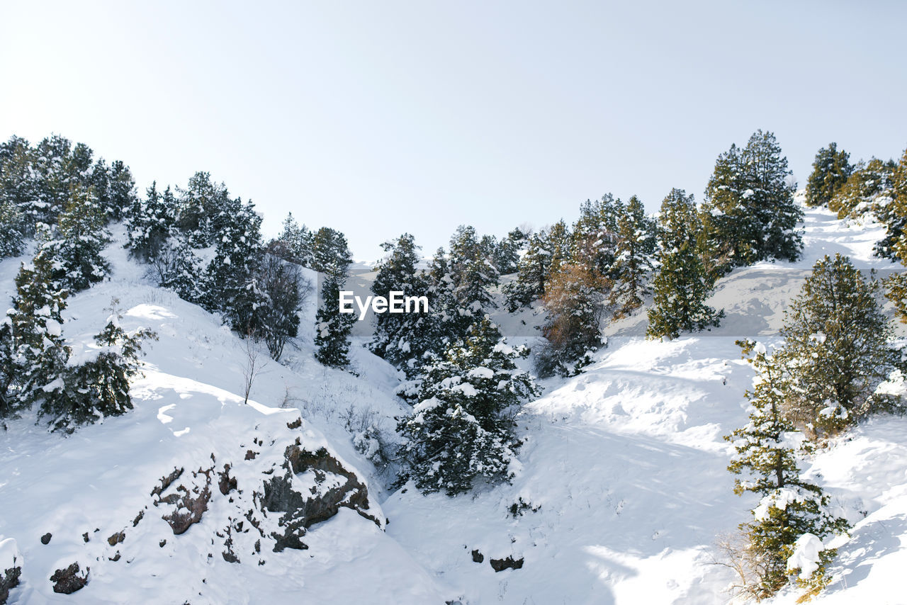 Winter in the ski resort of uzbekistan beldersay. mountains and trees in the snow